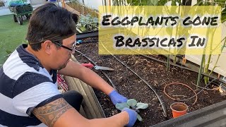 Removing Eggplants to Make Room for BrassicasCompost Tea ApplicationBokashi Soil Factory [upl. by Arodasi]