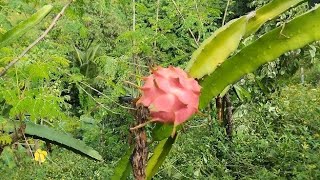 Cosechando Pitahaya Roja Autofertil [upl. by Syck600]