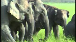 Gajraj Ecology of Asian Elephants at the Jim Corbett National Park Uttarakhand India [upl. by Lengel470]