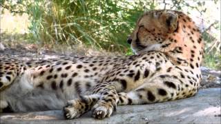 Male Cheetah HalfAwake in The Living Desert [upl. by Akemit278]