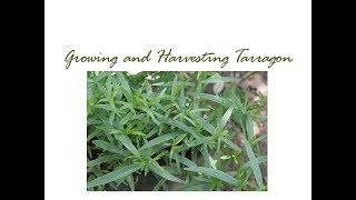 Growing and Harvesting Tarragon [upl. by Attenev]