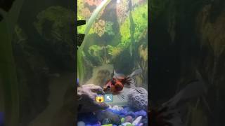 🐠New angelfish 🐟angelfish aquarium fish goldfish [upl. by Lettie61]