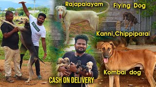 DOG for SALES Indian Native Dogs  RAJAPALAYAM  KANNICHIPPIPARAI KOMBAI DOG  Cheapest pet market [upl. by Elocen302]