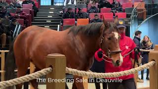 Preview  2024 Prix dAmerique Sales [upl. by Andie]