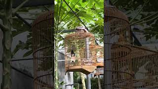 Siêu mẫu hót múa dài hơn cả gan tay birds choe choèthan birdsounds birdslover [upl. by Eelarac26]