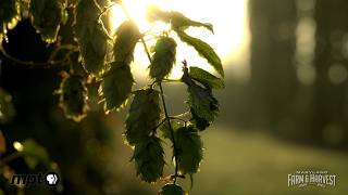 Newly Discovered Hop in Maryland is Making Headlines  Maryland Farm amp Harvest [upl. by Humphrey]