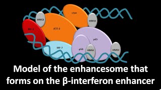 Enhancesome that forms on the beta interferon enhancer [upl. by Carmelia]