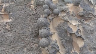 Mudfossil Interstitium Biology Amazing Discovery [upl. by Gilbertina218]