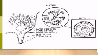 Udder anatomy and physiology  Presentatiion [upl. by Nylessej]