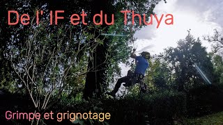 Elagage d un if rognage souches de thuya arboristjardinastuceelagagetreelifearbrenatureif [upl. by Revlis199]