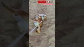 How To Train Your Pet  🐕🐈🐾🤣😁shorts cat dog pets shortsfeed ytshorts reels funnyvideo baby [upl. by Llenil]