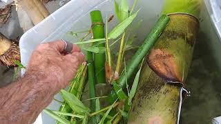 Planting Bamboo in Florida  Propagating bamboo from cutting 73118 seetheforest [upl. by Bindman]