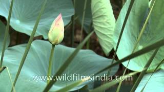 Bud of Lotus flower Nelumbo nucifera [upl. by Jasmin]