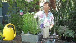 How to Grow Parsley amp Oregano  Garden Space [upl. by Reagan]