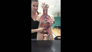 Blood Vessels Lab Part 1 Head and Neck [upl. by Lorn]