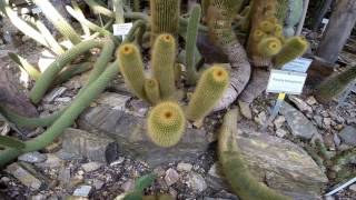 Besuch Botanischer Garten Berlin Cactus Kakteen HD 10 2015 [upl. by Adialeda847]