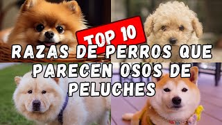 RAZAS DE PERROS QUE PARECEN PELUCHES [upl. by Vorster]