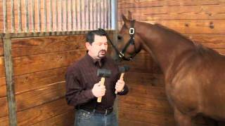 What To Avoid In An Equine Chiropractor by Mark DePaolo DVM [upl. by Mccarty167]