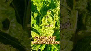 虫のテーマパークや〜shorts畑野菜白菜害虫 [upl. by Ahcsim693]