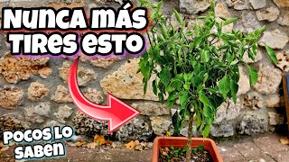 NUNCA MÁS TIRES ESTO Poca gente sabe esto Sobre las Plantas de Pimientos Huerto urbano en casa [upl. by Ajnotal407]