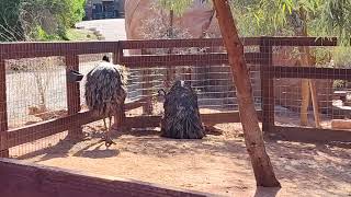 Emus Mating [upl. by Rramahs]