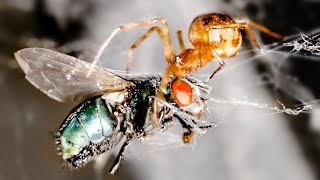 Spider Wrapping amp Dragging Fly Time Lapse [upl. by Ehrlich322]