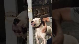 DOGO ARGENTINO VS PITBULLROTTWEILERAGRESSIVE DOGS [upl. by Mintun]