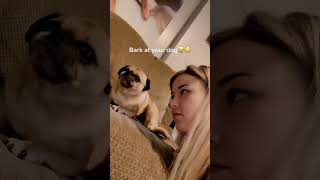 Bark at your dog😂😂🐶dogs dogsoftiktok dog funny catsoftiktok for foryou fyp foryoupage [upl. by Namara360]