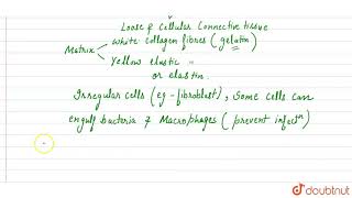 Write a note on areolar tissue [upl. by Liscomb]