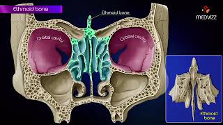 Ethmoid bone anatomy 👃 [upl. by Rebane]