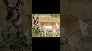 Pronghorn Majesty Speed and Grace in North Americas Wild pronghorn northamerica [upl. by Moore]