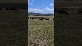 Plettenberg bay safari [upl. by Ybrik]