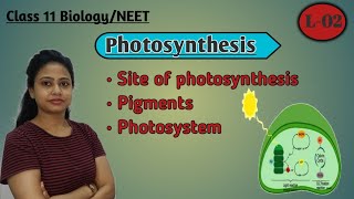 Pigments involved in photosynthesis  Site of photosynthesis Photosynthesis  L02 Class 11 NEET [upl. by Parthinia]