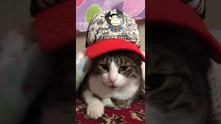 tomris cat catshorts catvideos catlovers [upl. by Jacey227]