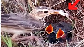 Spragues pipit Bird brings baby feces out of nestbird [upl. by Oilasor]