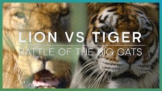 LION vs TIGER Battle Of The Big Cats  BBC Earth Unplugged [upl. by Marra]