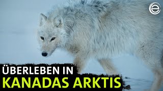 Polarwölfe ‒ Überleben in Kanadas Arktis  Erlebnis Erde [upl. by Mycah]