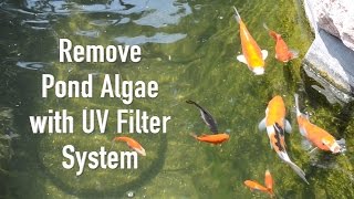 Remove Pond Algae with UV Filter System [upl. by Taran985]