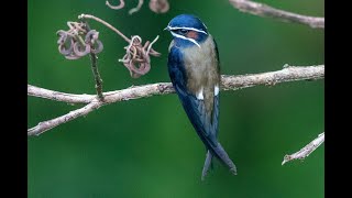 Whiskered Treeswift Nest building Kenyir Terengganu [upl. by Gellman919]