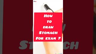 How to draw stomach step by step draw shorts [upl. by Kciregor]