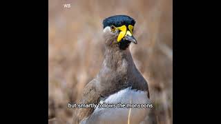 Discover the Yellow Wattled Lapwing Natures Ground Nester [upl. by Cairns]