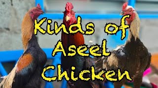 KINDS OF ASEEL CHICKEN  DADDY MIKE VLOGS [upl. by Bourgeois]