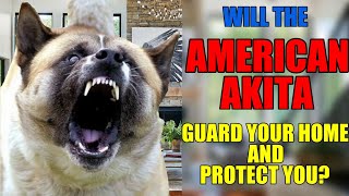 Akita Guards Home From INTRUDER americanakita dog crime simulation guarddog [upl. by Enial]