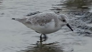 Sanderlings Birds of Lanzarote [upl. by Amadas]