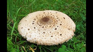 Macrolepiota Procera 16 highlight [upl. by Eelac]