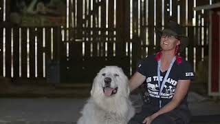 GREAT PYRENEES LIVESTOCK GUARDIAN IN ACTION [upl. by Ferree]