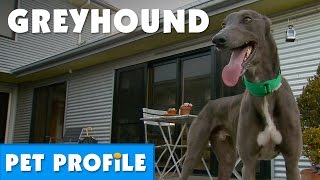 Greyhound Pet Profile  Bondi Vet [upl. by Shayla]