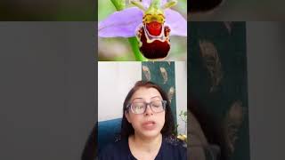 AMAZING FACTS OF MUTUALISM ORCHID OPHRYS VS BEEBOTANYECOLOGY biology biodiversityanimals neet🔥 [upl. by Netsriik]