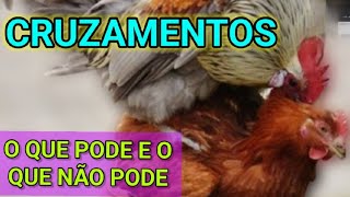 CRUZAMENTOS O QUE PODE E O QUE NÃO PODE [upl. by Salvidor852]