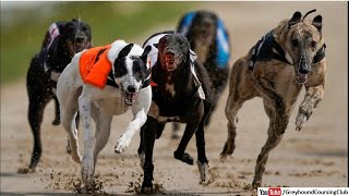 greyhound derby 2024  dog derby race  greyhound racing in Pakistan [upl. by Htyderem]